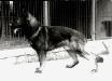 V Alf vom K�rnersee